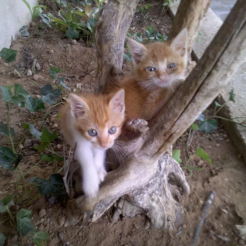 Squints &amp; Tigger (before)