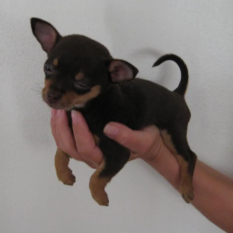 Coco, the “Runt of The Litter”