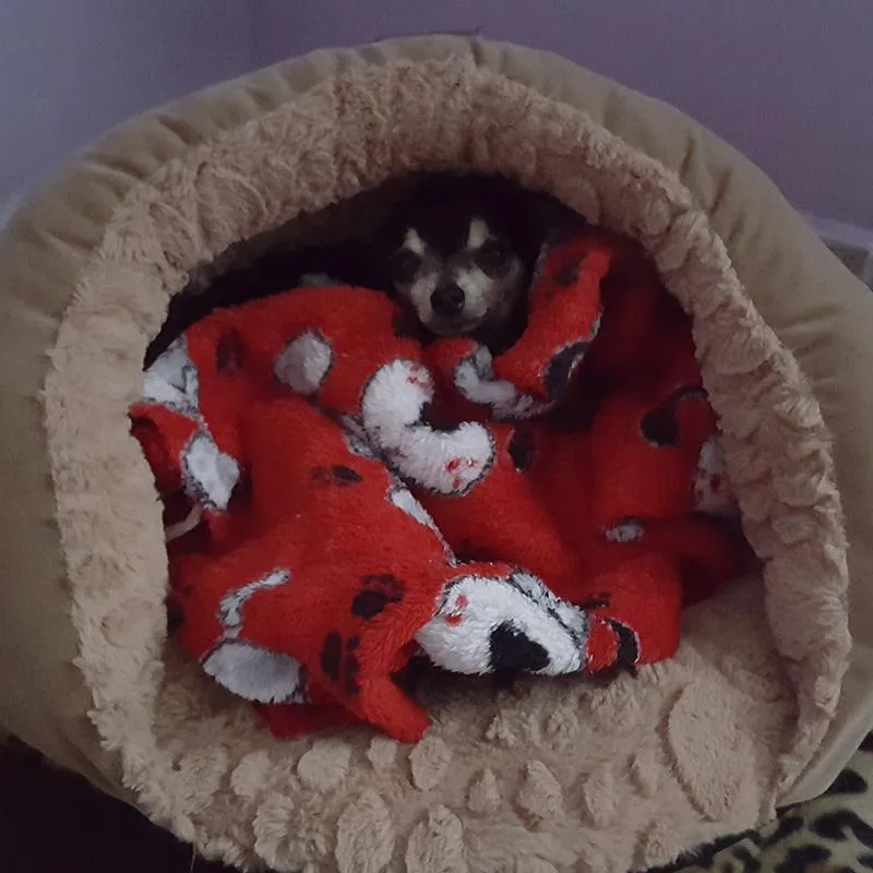 Skooter, found at a county road mailbox station