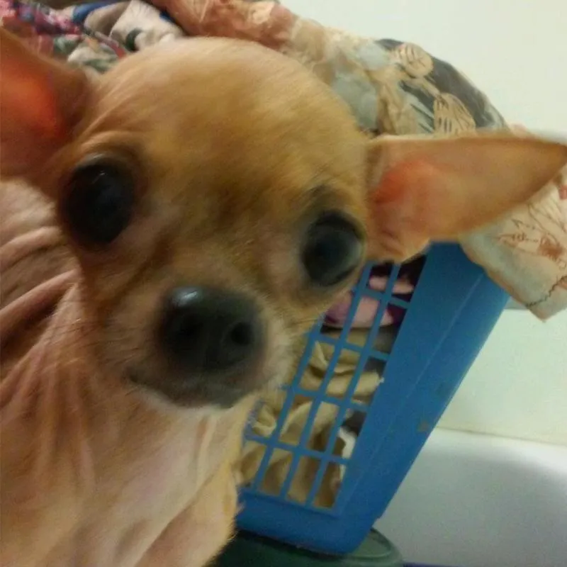 Chibi, found in Fower Bluff