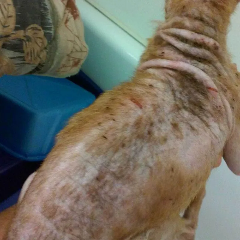 Chibi, behind the Walmart