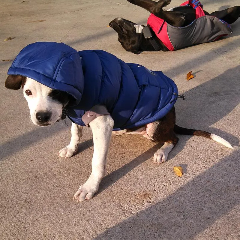 Hatchi, “I&amp;#039;m a Southern Dog”