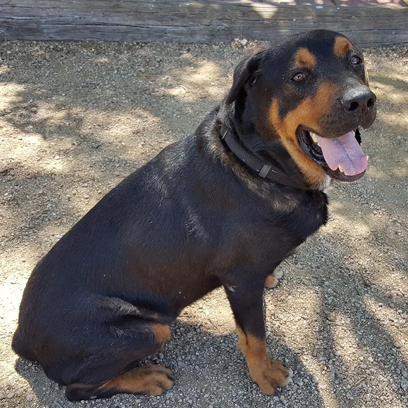 Duke now. Tapeworms, Hookworms, Heartworms &amp;amp; Renal Failure all gone (73.8 lbs)