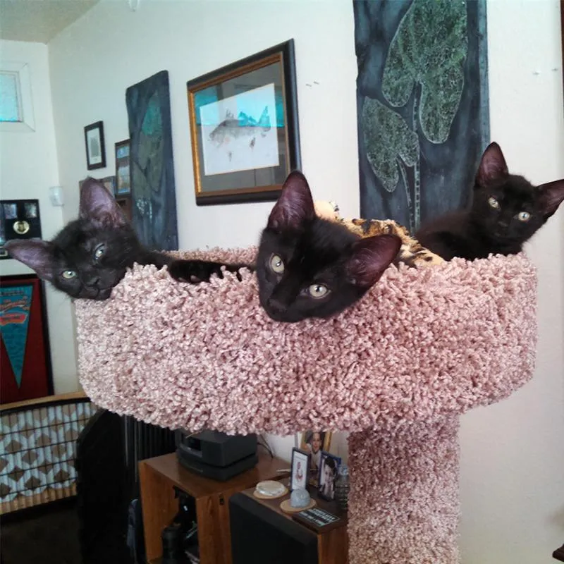 (3 mos later) “We love this Job”